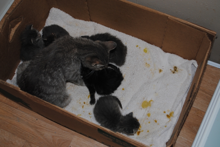 bathing newborn kittens