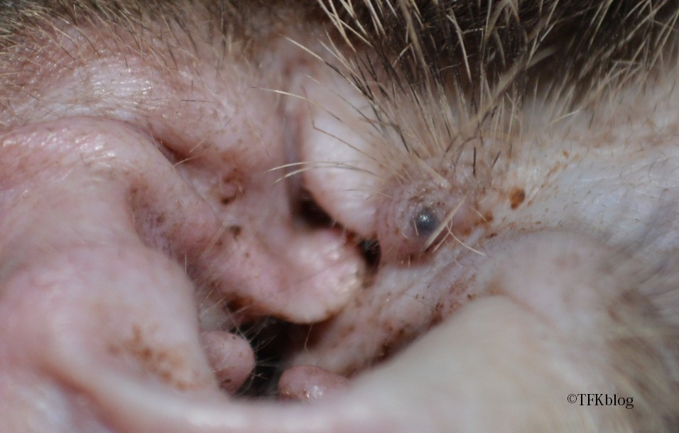 Cat Has Bumps On Ears toxoplasmosis