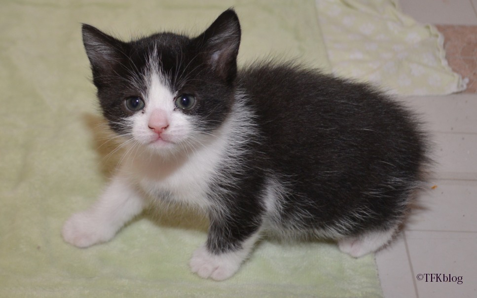 Tails From The Foster Kittens Adopting Tails From The Foster Kittens Kittens