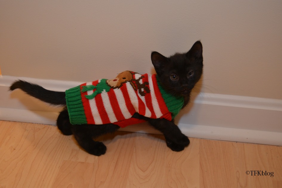 Kitten christmas outlet sweater