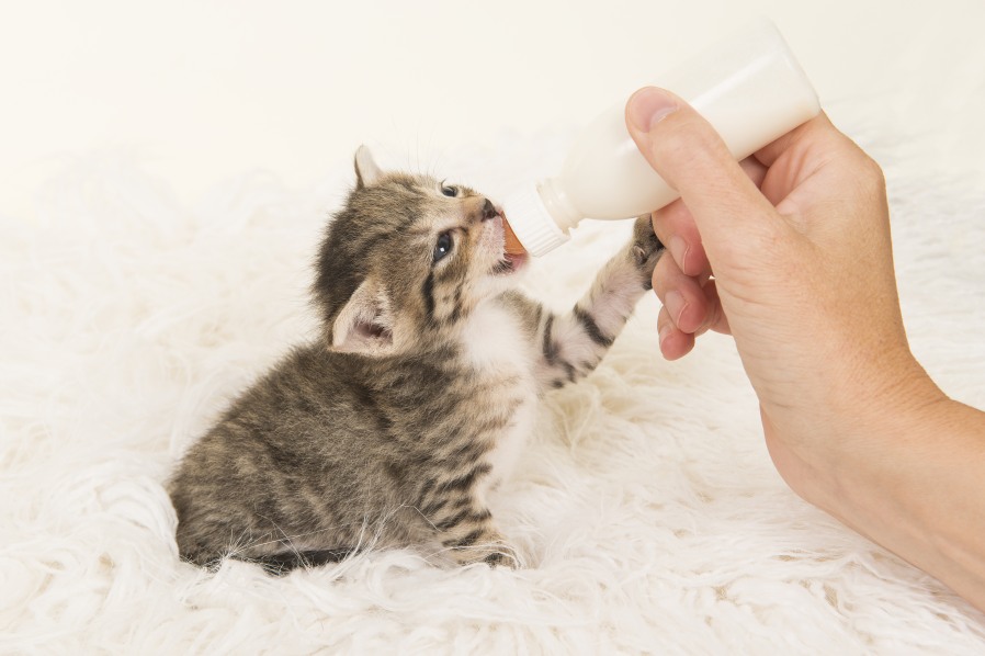 Baby kittens outlet drinking milk